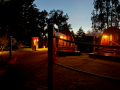 Schilfgarten Abendstimmung